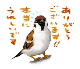 the modest sparrow sticker #3993169