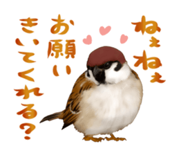 the modest sparrow sticker #3993180
