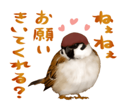 the modest sparrow sticker #3993180