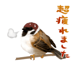 the modest sparrow sticker #3993183