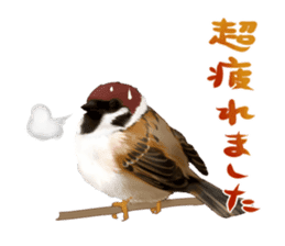 the modest sparrow sticker #3993183
