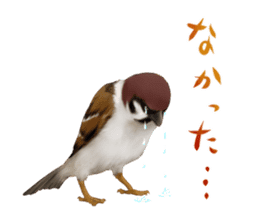 the modest sparrow sticker #3993184
