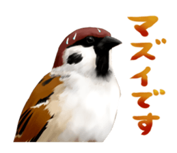 the modest sparrow sticker #3993186