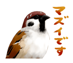 the modest sparrow sticker #3993186