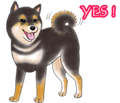 Black-Shiba Sticker sticker #4000433