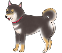 Black-Shiba Sticker sticker #4000436