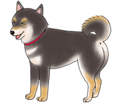 Black-Shiba Sticker sticker #4000436