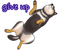 Black-Shiba Sticker sticker #4000440
