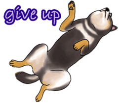 Black-Shiba Sticker sticker #4000440