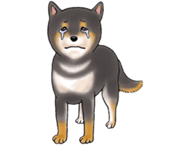 Black-Shiba Sticker sticker #4000446
