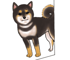 Black-Shiba Sticker sticker #4000450
