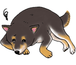 Black-Shiba Sticker sticker #4000452