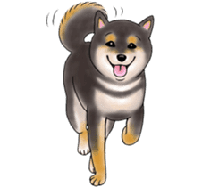 Black-Shiba Sticker sticker #4000453
