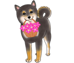 Black-Shiba Sticker sticker #4000455