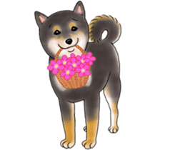 Black-Shiba Sticker sticker #4000455