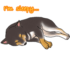 Black-Shiba Sticker sticker #4000458