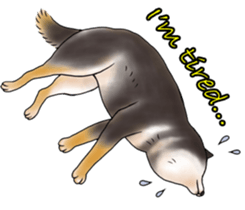 Black-Shiba Sticker sticker #4000461