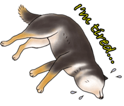 Black-Shiba Sticker sticker #4000461