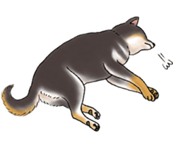 Black-Shiba Sticker sticker #4000464
