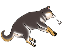 Black-Shiba Sticker sticker #4000464