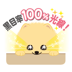 The tiny Pomeranian puppy 3