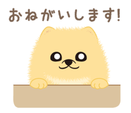 The tiny Pomeranian puppy 3 sticker #4012391