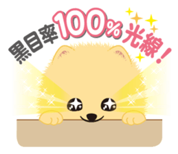 The tiny Pomeranian puppy 3 sticker #4012392