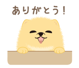 The tiny Pomeranian puppy 3 sticker #4012394