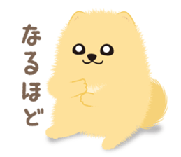 The tiny Pomeranian puppy 3 sticker #4012399