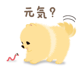 The tiny Pomeranian puppy 3 sticker #4012408