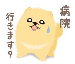 The tiny Pomeranian puppy 3 sticker #4012409