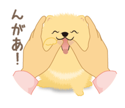 The tiny Pomeranian puppy 3 sticker #4012416