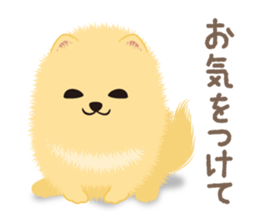 The tiny Pomeranian puppy 3 sticker #4012430