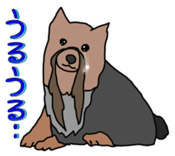 a cheerful Yorkshire terrier 2nd jp sticker #4012681