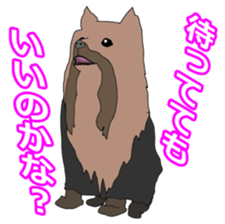 a cheerful Yorkshire terrier 2nd jp sticker #4012682