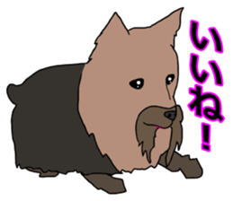 a cheerful Yorkshire terrier 2nd jp sticker #4012687