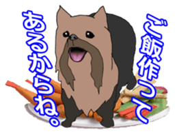 a cheerful Yorkshire terrier 2nd jp sticker #4012688