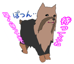 a cheerful Yorkshire terrier 2nd jp sticker #4012696