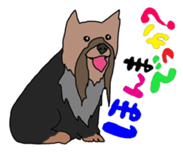 a cheerful Yorkshire terrier 2nd jp sticker #4012703