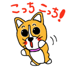 Smile! Corgi dog and rabbit. sticker #4019169