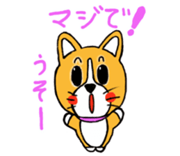 Smile! Corgi dog and rabbit. sticker #4019170