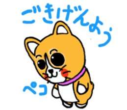 Smile! Corgi dog and rabbit. sticker #4019186