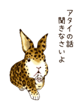 Rabbit leopard sticker #4030276