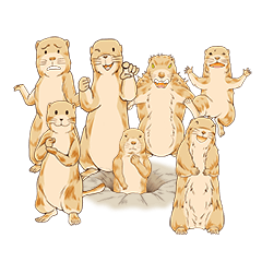 Lovely gesture of prairie dogs