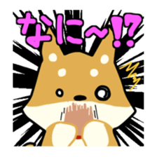 sibainu dog  Sticker sticker #4042677