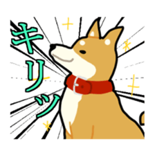 sibainu dog  Sticker sticker #4042680