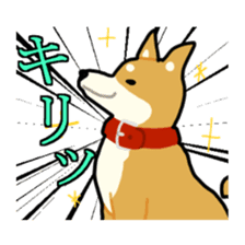 sibainu dog Sticker sticker #4042680