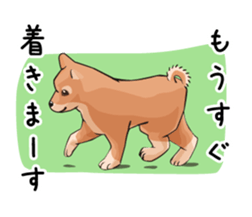mini-Shiba Inu sticker #4056778