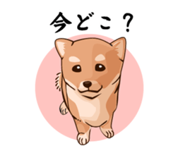 mini-Shiba Inu sticker #4056805