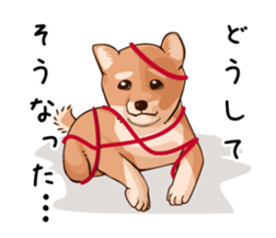 mini-Shiba Inu sticker #4056811